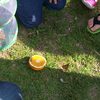 Little Angels Preschool releasing the butterflies they watched grow from caterpillars