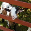 A goat says "Hello!"