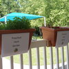 Preschool grew an herb garden outside their classroom