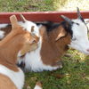 Little goats enjoying the sunshine